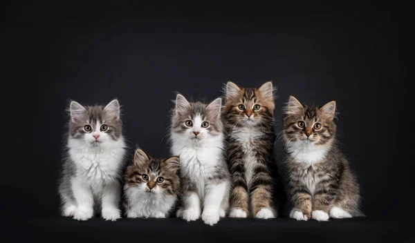 Group Five Siberian Cat Kittens Variaty Colors Laying Sitting Perfect — Stock Photo, Image