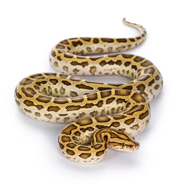 위에서 내려다보는 Burmese Python Python Bivittatus Snake 배경에 고립됨 — 스톡 사진