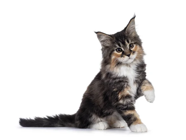 Entzückendes Schildpatt Maine Coon Katzenkätzchen Seitlich Sitzend Eine Pfote Verspielt — Stockfoto