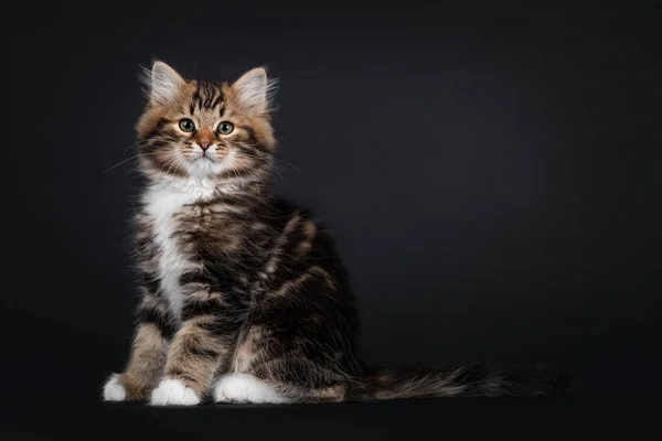 Wunderschönes Warm Gestromtes Sibirisches Katzenkätzchen Seitlich Sitzend Mit Fleckenmuster Blickt — Stockfoto