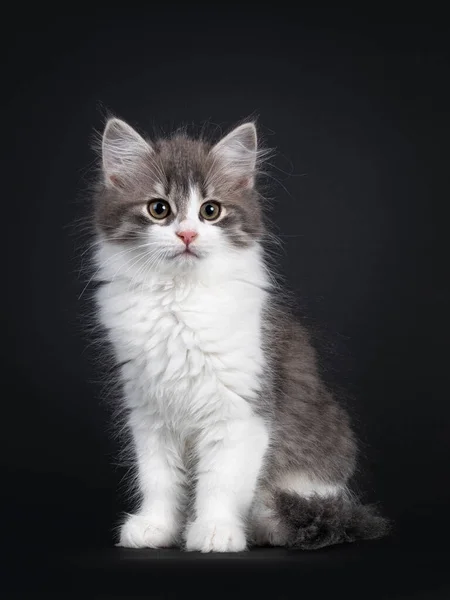 Cute Blue White Siberian Cat Kitten Sitting Facing Front Looking — Stock Photo, Image