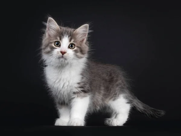 Schattige Blauwe Tabby Makreel Siberische Boskat Kat Kitten Staande Zijwegen — Stockfoto