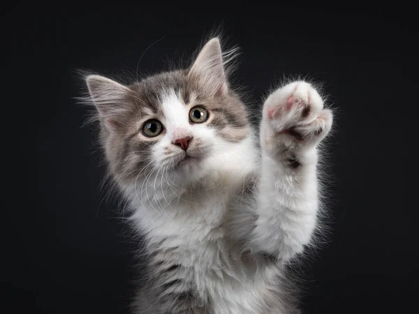 Tiro Cabeça Adorável Azul Tabby Cavala Siberian Forestcat Gatinho Olhando — Fotografia de Stock