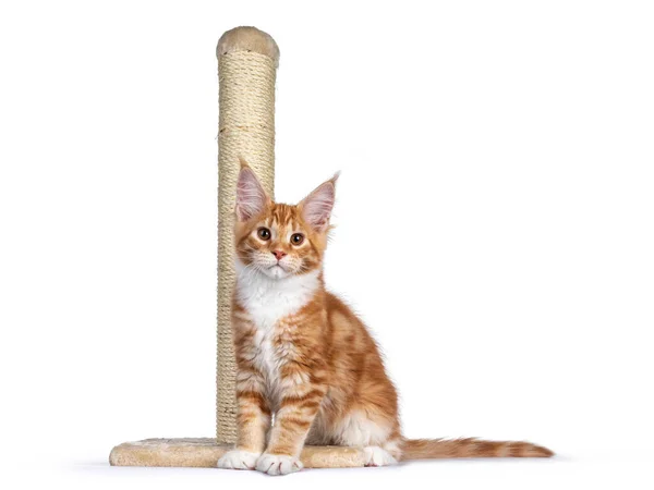 Cute Red Maine Coon Cat Kitten Sitting Front Scratching Post — Stock Photo, Image