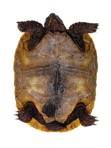 Вид Снизу Детёныша Краснононогого Черепаху Известного Chelonoidis Carbonaria Изолированный Белом — стоковое фото