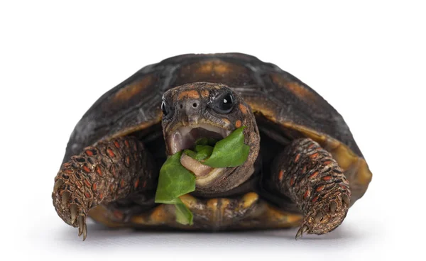 Kızıl Ayaklı Kaplumbağa Chelonoidis Carbonaria Olarak Bilinir Yeşil Salatadan Yiyor — Stok fotoğraf