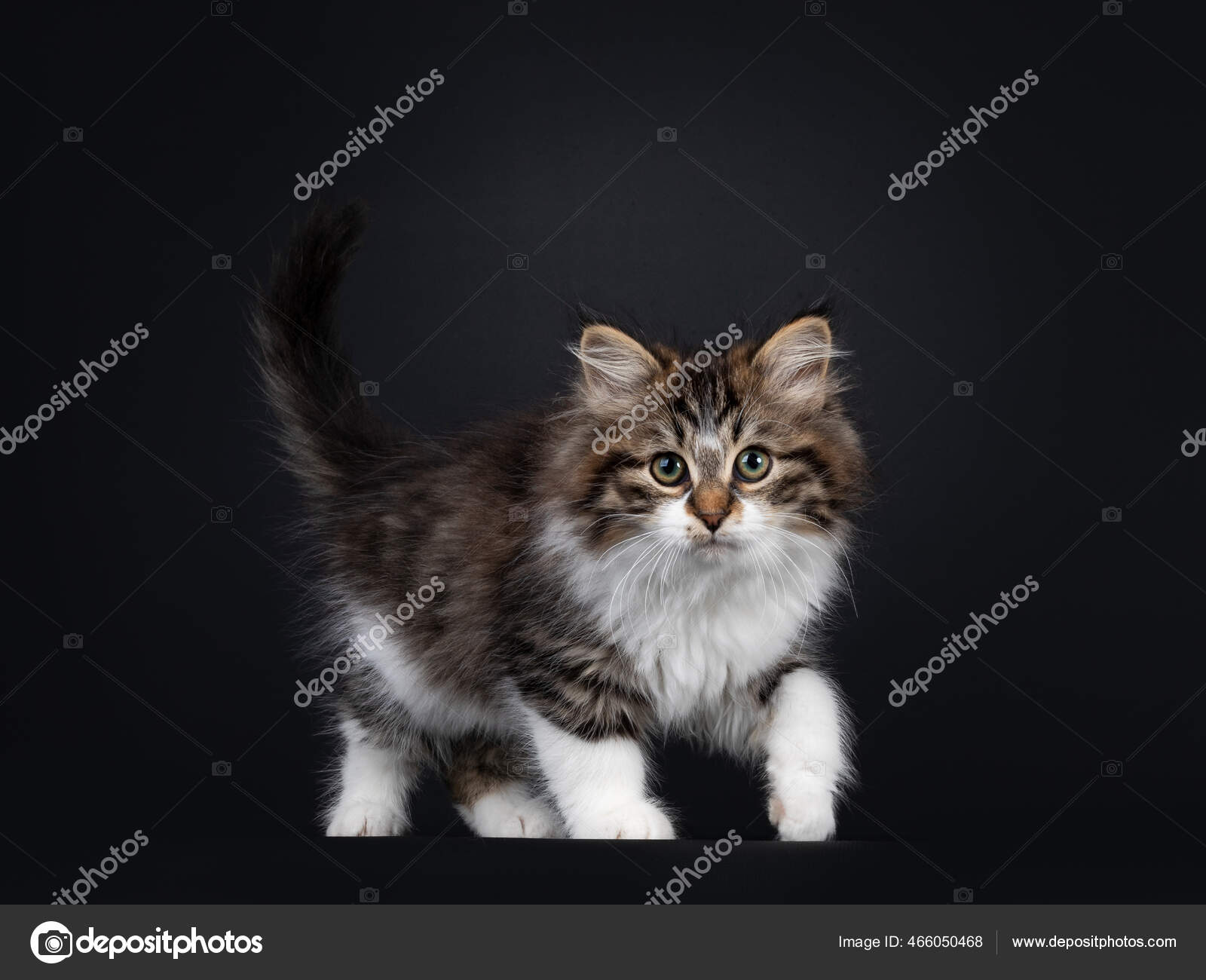 Black Mackerel Tabby