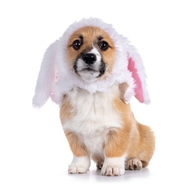 Şirin Corgi köpek yavrusu, komik bir kuduz ya da sahte kürk giymiş paskalya tavşanı kedisi. Yüzü önde oturuyor. Doğrudan kameraya bakıyorum. Beyaz arkaplanda izole.