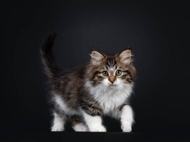 Beyaz Sibirya kedisi kedi yavrusuyla tatlı siyah tekir, yan yollarda yürüyor. Kameraya doğru bakıyorum. Siyah arka grond 'da izole edilmiş.