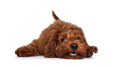 Kırmızı Cobberdog namı diğer Labradoodle yavrusu, aptal bir suratla yere yatıyordu. Kameraya doğru bakıyorum. Beyaz bir arkaplanda izole edilmiş.