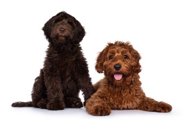 Kırmızı ve çikolatalı Cobberdog namı diğer Labradoodle yavruları oturup birlikte yatıyorlar. Kameraya doğru bakıyorum. Beyaz bir arkaplanda izole edilmiş.