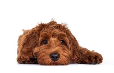 Sevimli kırmızı Cobberdog namı diğer Labradoodle köpeği, yüzüstü yere yatıyordu. Doğruca kameraya bakıyor, ağzı kapalı. Beyaz bir arkaplanda izole edilmiş.