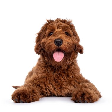 Sevimli kırmızı Cobberdog namı diğer Labradoodle köpeği köpek yavrusu başı öne doğru yatıyor. Doğruca kameraya bakıyor, dilin dışarı çıkıyor. Beyaz bir arkaplanda izole edilmiş.