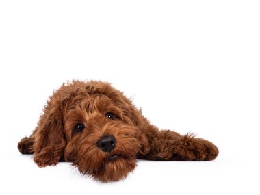 Sevimli kırmızı Cobberdog namı diğer Labradoodle köpek yavrusu, yüzüstü yere yatıyordu. Doğruca kameraya bakıyor, ağzı kapalı. Beyaz bir arkaplanda izole edilmiş.