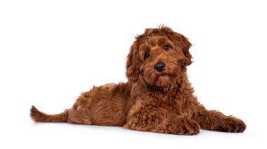 Sevimli kırmızı Cobberdog namı diğer Labradoodle köpek yavrusu, yan yatıyordu. Doğruca kameraya bakıyor, ağzı kapalı. Beyaz bir arkaplanda izole edilmiş.