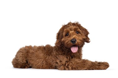 Sevimli kırmızı Cobberdog namı diğer Labradoodle köpek yavrusu, yan yatıyordu. Doğruca kameraya bakıyor, dilin dışarı çıkıyor. Beyaz bir arkaplanda izole edilmiş.
