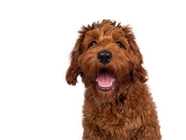Kırmızı Cobberdog, namı diğer Labradoodle köpek yavrusu, yüzü önde oturuyor. Doğruca kameraya bakıyor, ağzı hafifçe açık. Beyaz bir arkaplanda izole edilmiş.