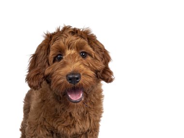 Kırmızı Cobberdog, namı diğer Labradoodle köpek yavrusu, yüzü önde oturuyor. Doğruca kameraya bakıyor, ağzı hafifçe açık. Beyaz bir arkaplanda izole edilmiş.