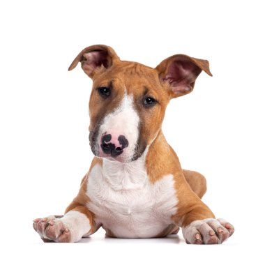Beyaz boğa teriyeri köpeği olan yakışıklı, yüzü önde yatıyor. Sevimli bir kafayla kameraya bakıyor. Beyaz arkaplanda izole.