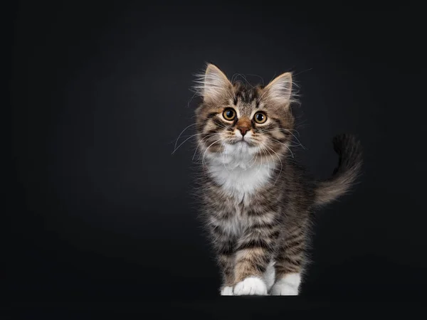 Rozkošný Černý Tabby Bílým Sibiřským Kočičím Koťátkem Kráčející Kameře Dívám — Stock fotografie