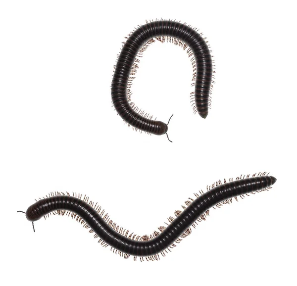 Adult Male Female Ghana Speckled Leg Millipede Aka Telodeinopus Aoutii — Stock Photo, Image