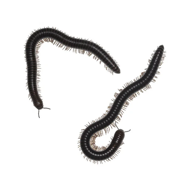 Adult Male Female Ghana Speckled Leg Millipede Aka Telodeinopus Aoutii — Stock Photo, Image