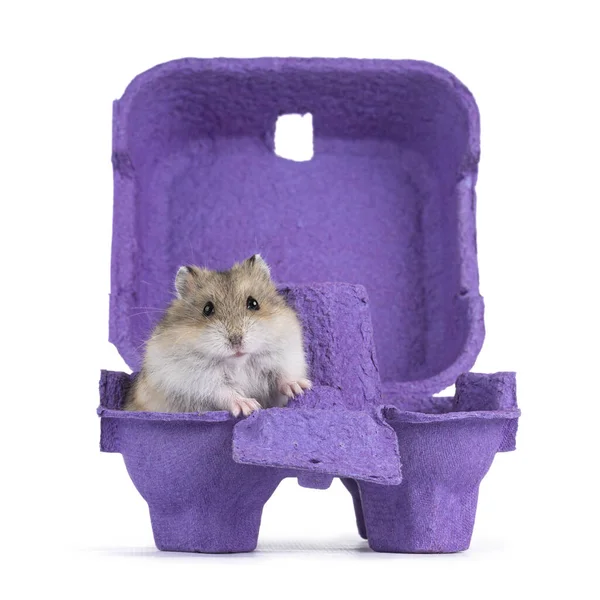 Cute Brown Baby Hamster Sitting Purple Carton Egg Box Looking — Stock Photo, Image