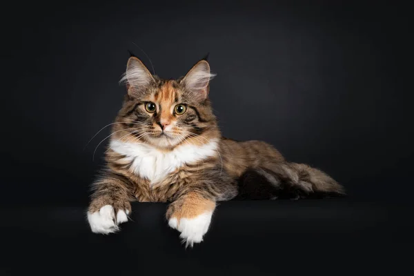 Junges Polydaktyl Schildpatt Maine Coon Katzenkätzchen Das Seitlich Rand Liegt — Stockfoto