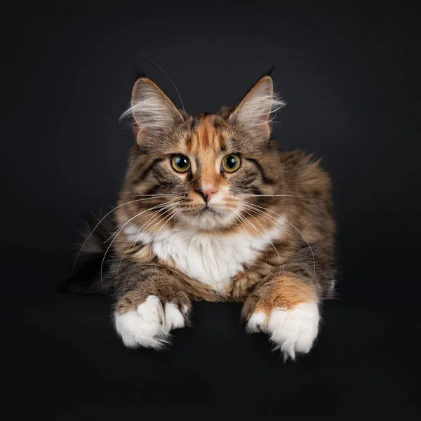 Jonge Polydactyl Tortie Maine Coon Kat Kitten Liggen Naar Voren — Stockfoto