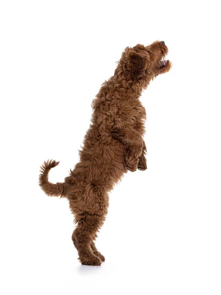 Vista Lateral Adorável Cachorro Vermelho Cobberdog Aka Labradoodle Cão Pulando — Fotografia de Stock