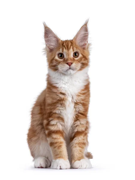 Cute Red White Maine Coon Cat Kitten Sitting Straight Facing — Stock Photo, Image