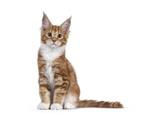 Cute Red White Maine Coon Cat Kitten Sitting Straight Facing — Stock Photo, Image