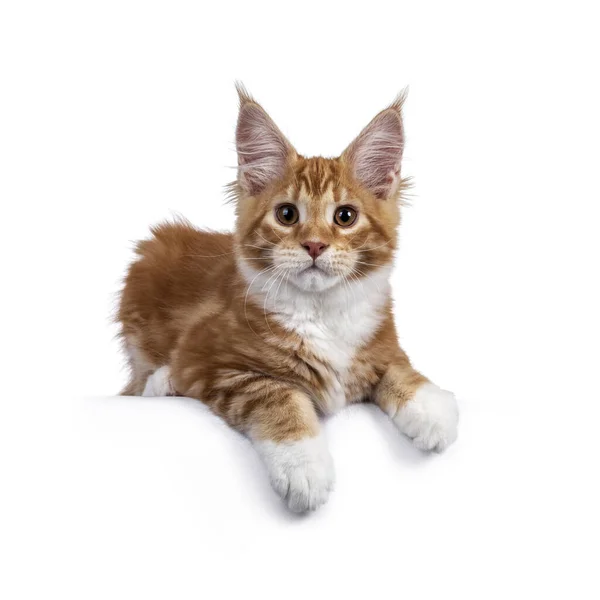 Lindo Rojo Con Blanco Maine Gato Coon Gatito Recostado Lado —  Fotos de Stock