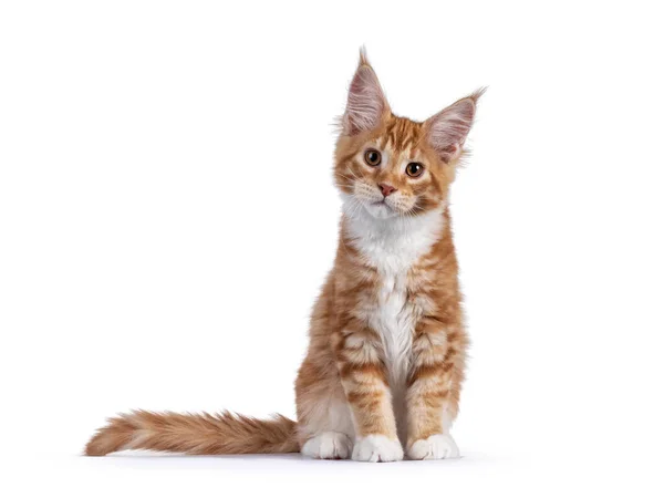 Cute Red White Maine Coon Cat Kitten Sitting Straight Facing — Stock Photo, Image