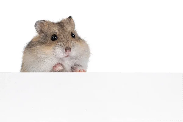 Bruine Baby Hamster Staande Achter Wit Kopieerruimte Bord Kijk Naar — Stockfoto