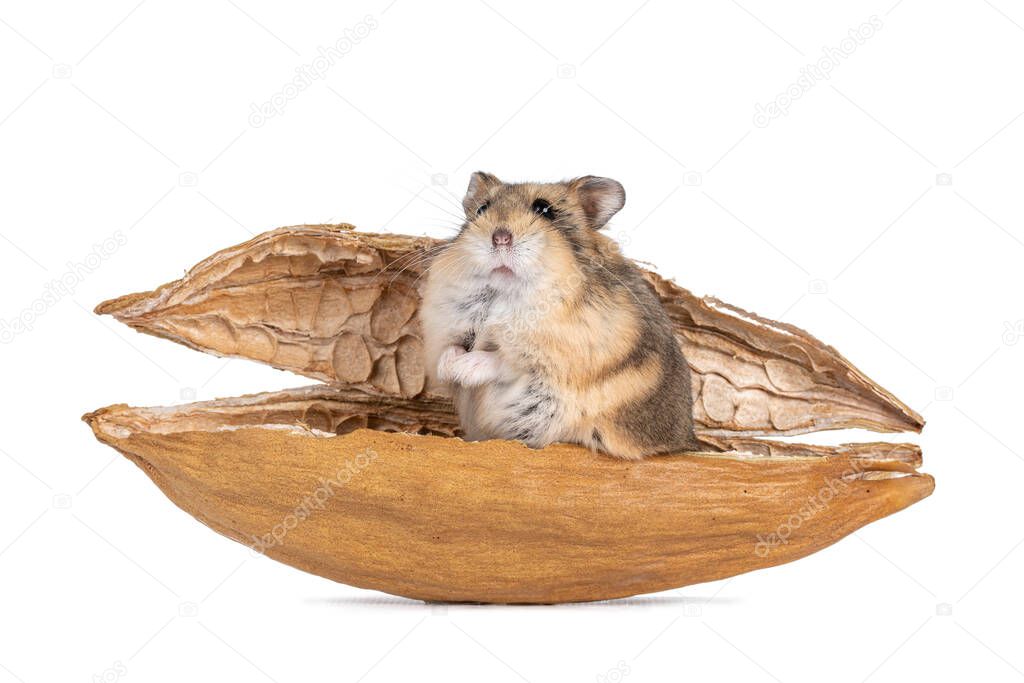 Brown adult Campbelli hamster, standing in dried kapok shell. Looking towards camera. Isolated on white background.