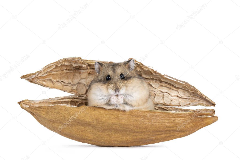 Brown adult Campbelli hamster, sitting in dried kapok shell. Looking towards camera. Isolated on white background.