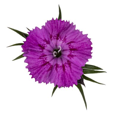Tek pembe Dianthus namı diğer karanfil çiçeği. Beyaz arkaplanda üst görünüm.