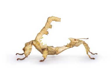 Dikenli Yaprak Böceği namı diğer Extatosoma tiaratum savunma pozisyonunda. Beyaz arkaplanda izole.