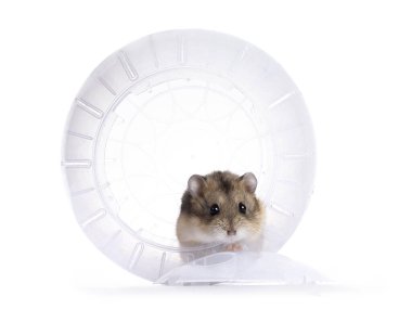 Şeffaf egzersiz topunda oturan yetişkin kahverengi hamster. Beyaz bir arkaplanda izole edilmiş.