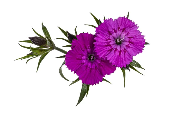 Ramo Com Duas Flores Cor Rosa Dianthus Aka Cravo Vista — Fotografia de Stock