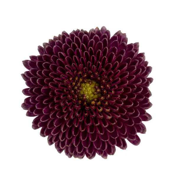 Kis Krizantém Virág Top Nézet Fehér Háttér — Stock Fotó