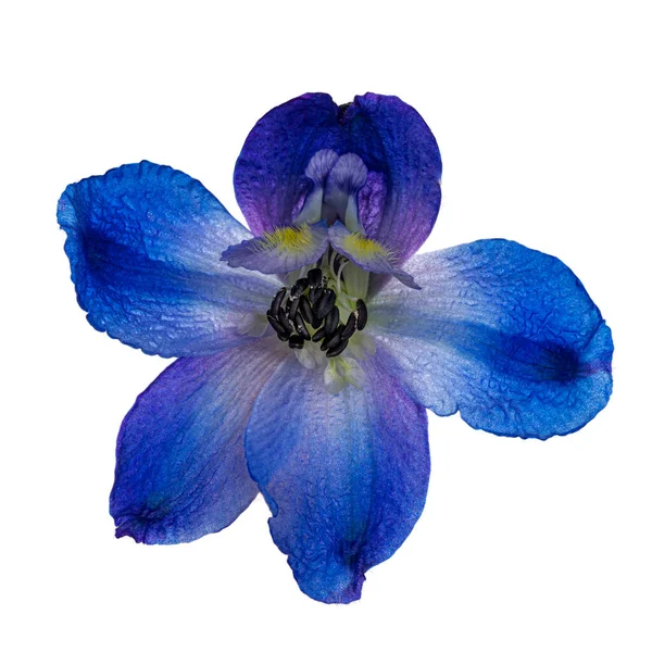 Flor Delphinium Azul Único Vista Frontal Sobre Fundo Branco — Fotografia de Stock