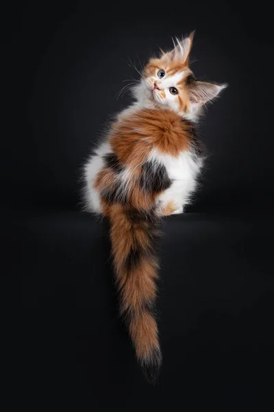 Beautiful Marked Odd Eyed Maine Coon Cat Kitten Sitting Backwards — 스톡 사진