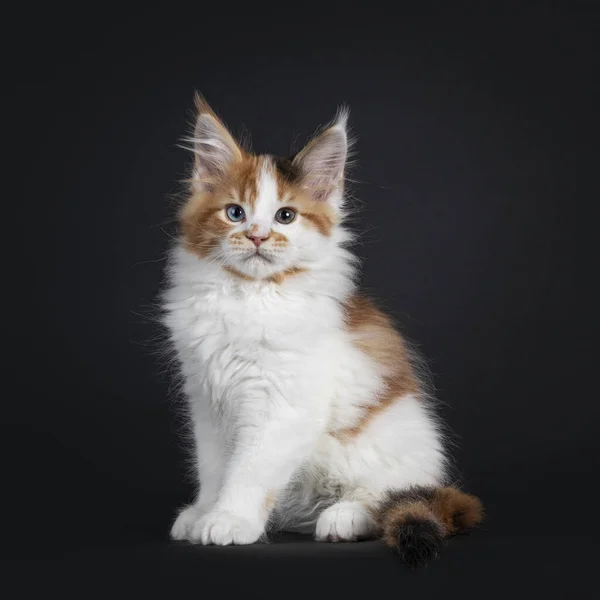 Schön Markiert Odd Eyed Maine Coon Katzenkätzchen Sitzend Gerade Vor — Stockfoto