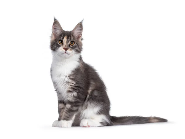 Cute Tortie Maine Coon Cat Kitten Sitting Side Ways Looking — Stock Photo, Image