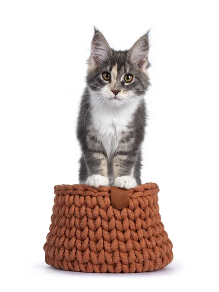 Tortie Bonito Maine Coon Gato Gatinho Standig Com Patas Dianteiras — Fotografia de Stock