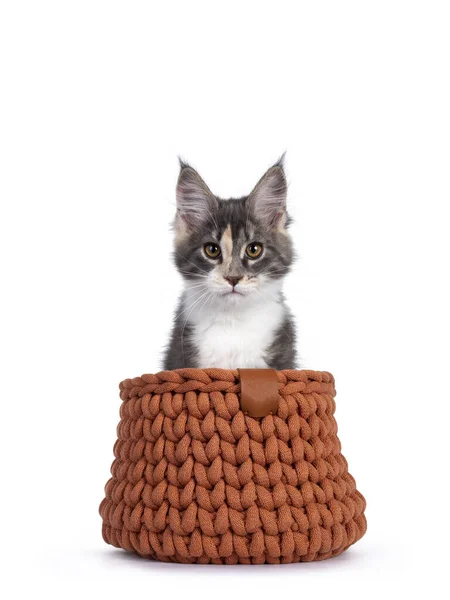 Tortie Bonito Maine Coon Gato Gatinho Sentado Terracota Cesta Malha — Fotografia de Stock