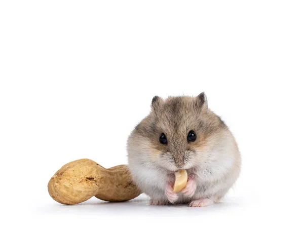Lindo Hamster Castanho Comer Amendoim Isolado Sobre Fundo Branco — Fotografia de Stock