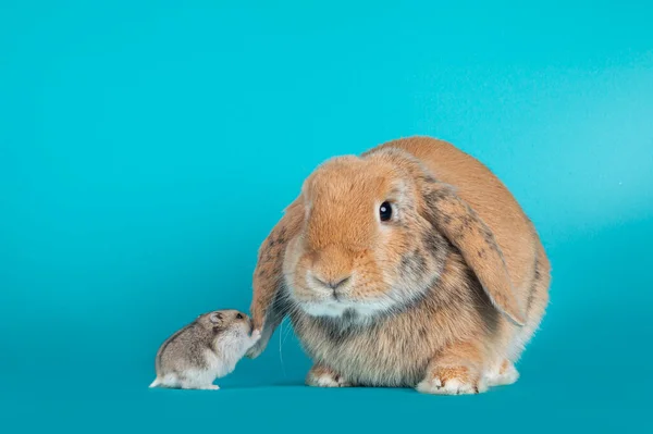 Cute Hamster Touching Lop Ear Rabbits Ear Isolated White Background — 스톡 사진